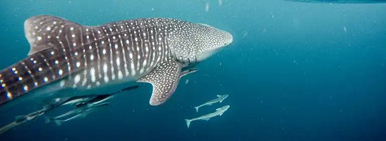 Walhai Touren auf der Insel Holbox